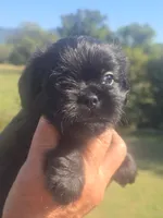 Stevie, a male Shih Tzu and Brussels Griffon for sale in Chatsworth, GA – 7 of 8