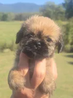 Ginny, a male Shih Tzu and Brussels Griffon for sale in Chatsworth, GA – 1 of 6