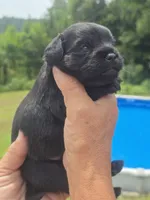 Patrick, a male Cavapoo and Brussels Griffon for sale in Chatsworth, GA – 3 of 6