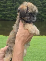 Mia, a female Brussels Griffon for sale in Chatsworth, GA – 8 of 9