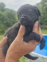 Benji, a male Poodle - Toy  and Brussels Griffon for sale in Chatsworth, GA – 8 of 8