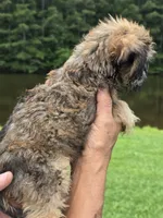 Mia, a female Brussels Griffon for sale in Chatsworth, GA – 5 of 9