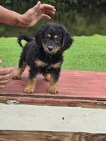Raven, a female Miniature Aussiedoodle for sale in Chatsworth, GA – 2 of 6