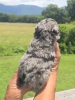 Bubba, a male Miniature Aussiedoodle for sale in Chatsworth, GA – 2 of 7