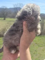 Bennie, a male Aussiedoodle for sale in Chatsworth, GA – Photo 3 of 6