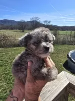 Bennie, a male Aussiedoodle for sale in Chatsworth, GA – Photo 6 of 6