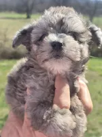 Bennie, a male Aussiedoodle for sale in Chatsworth, GA – Photo 4 of 6
