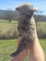 Bennie, a male Aussiedoodle for sale in Chatsworth, GA – Photo 2 of 6