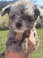 Bennie, a male Aussiedoodle for sale in Chatsworth, GA – Photo 5 of 6