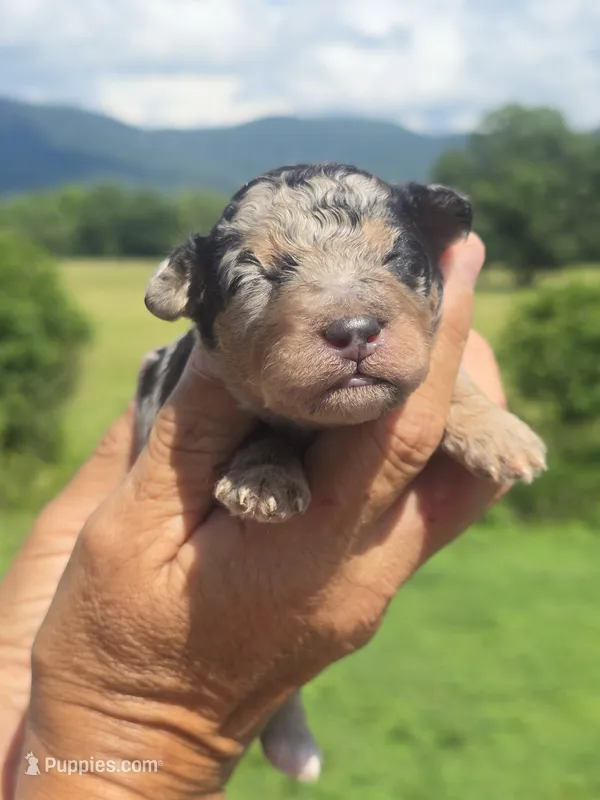 Clara – Miniature Aussiedoodle puppy for sale in Chatsworth, GA
