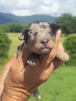 Clara, a female Miniature Aussiedoodle for sale in Chatsworth, GA – 1 of 6