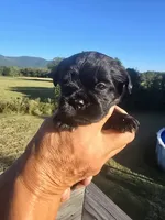 Stevie, a male Shih Tzu and Brussels Griffon for sale in Chatsworth, GA – 7 of 9