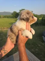 King, a male Miniature Aussiedoodle for sale in Chatsworth, GA – 6 of 7