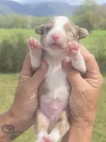 King, a male Miniature Aussiedoodle for sale in Chatsworth, GA – Photo 5 of 5