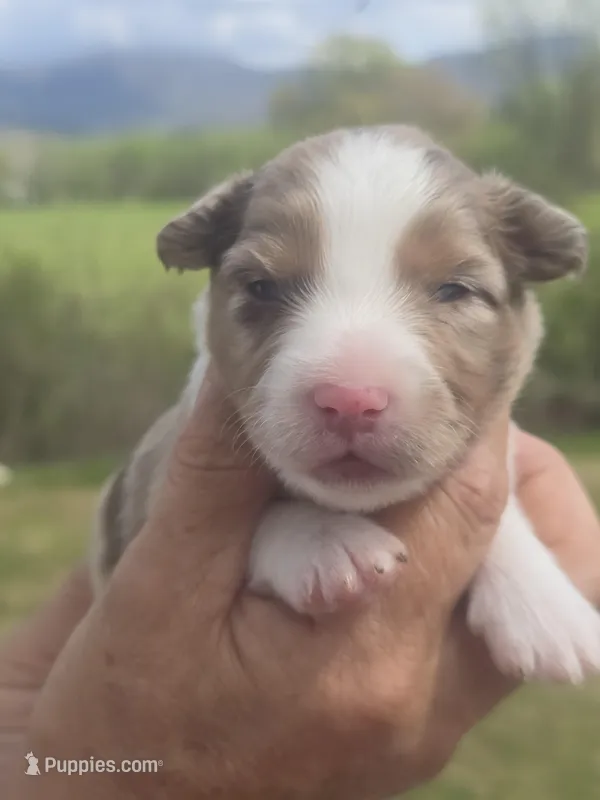 King – Miniature Aussiedoodle puppy for sale in Chatsworth, GA