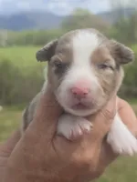 King, a male Miniature Aussiedoodle for sale in Chatsworth, GA – Photo 1 of 5