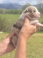 King, a male Miniature Aussiedoodle for sale in Chatsworth, GA – Photo 3 of 5