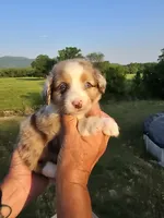 King, a male Miniature Aussiedoodle for sale in Chatsworth, GA – 2 of 7