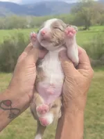 King, a male Miniature Aussiedoodle for sale in Chatsworth, GA – Photo 2 of 5