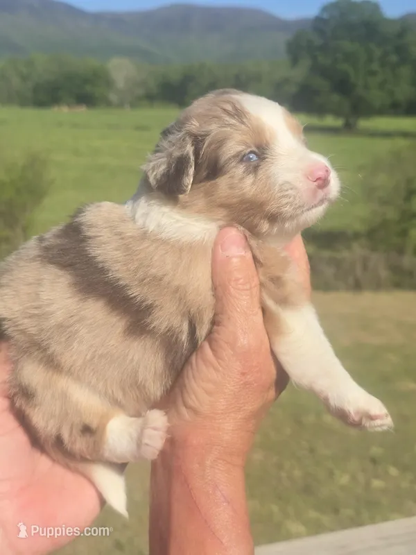 King – Miniature Aussiedoodle puppy for sale in Chatsworth, GA