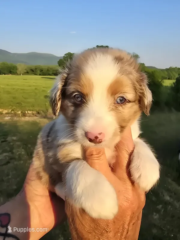 King – Miniature Aussiedoodle puppy for sale in Chatsworth, GA