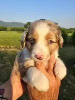 King, a male Miniature Aussiedoodle for sale in Chatsworth, GA – 1 of 7