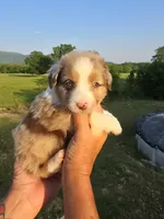 King, a male Miniature Aussiedoodle for sale in Chatsworth, GA – 3 of 7