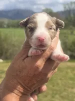 King, a male Miniature Aussiedoodle for sale in Chatsworth, GA – Photo 4 of 5