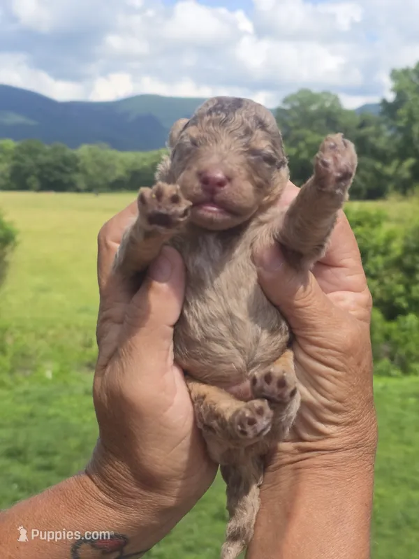 Henry – Miniature Aussiedoodle puppy for sale in Chatsworth, GA