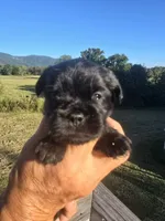 Stevie, a male Shih Tzu and Brussels Griffon for sale in Chatsworth, GA – 6 of 9