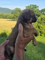 Charlie, a male Brussels Griffon for sale in Chatsworth, GA – 2 of 5