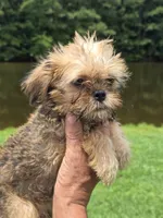 Rafe, a male Brussels Griffon for sale in Chatsworth, GA – 4 of 7
