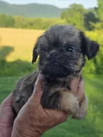 Mia, a female Brussels Griffon for sale in Chatsworth, GA – 4 of 8