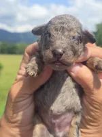 Bubba, a male Miniature Aussiedoodle for sale in Chatsworth, GA – 2 of 6