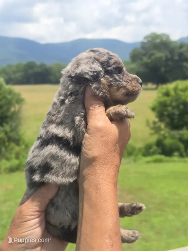 Bubba – Miniature Aussiedoodle puppy for sale in Chatsworth, GA