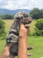 Bubba, a male Miniature Aussiedoodle for sale in Chatsworth, GA – 1 of 7