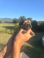 Ryan, a male Shih Tzu and Brussels Griffon for sale in Chatsworth, GA – 5 of 7
