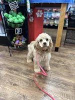 Roo, a female Cocker Spaniel for sale in Duncan, SC – Photo 7 of 8