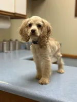 Roo, a female Cocker Spaniel for sale in Duncan, SC – Photo 4 of 8