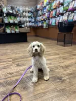 Roo, a female Cocker Spaniel for sale in Duncan, SC – Photo 8 of 8