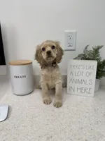 Roo, a female Cocker Spaniel for sale in Duncan, SC – Photo 3 of 8