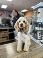 Roo, a female Cocker Spaniel for sale in Duncan, SC – Photo 1 of 8