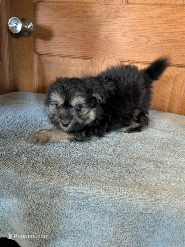 Danny – Pomeranian puppy for sale in Waltham, MN