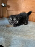 Danny, a male Pomeranian for sale in Waltham, MN – 1 of 1