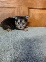 Alvin , a male Pomeranian for sale in Waltham, MN – 1 of 1