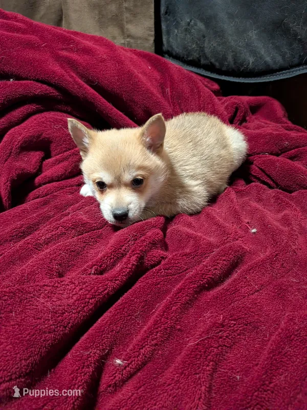 Alvin , a male American Eskimo and Pomeranian for sale in Waltham, MN – 1 of 1