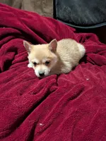 Alvin , a male American Eskimo and Pomeranian for sale in Waltham, MN – 1 of 1