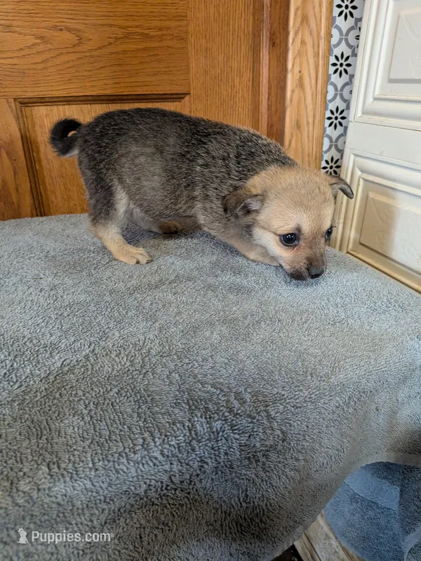 Molly – Pomeranian puppy for sale in Waltham, MN