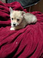 Jojo, a male American Eskimo and Pomeranian for sale in Waltham, MN – 1 of 1