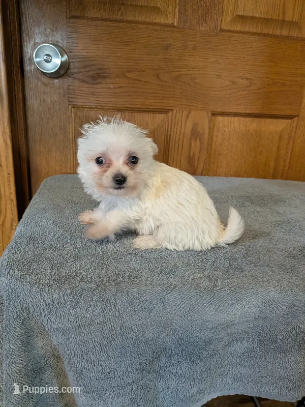 Snow flake  – Pomeranian puppy for sale in Waltham, MN